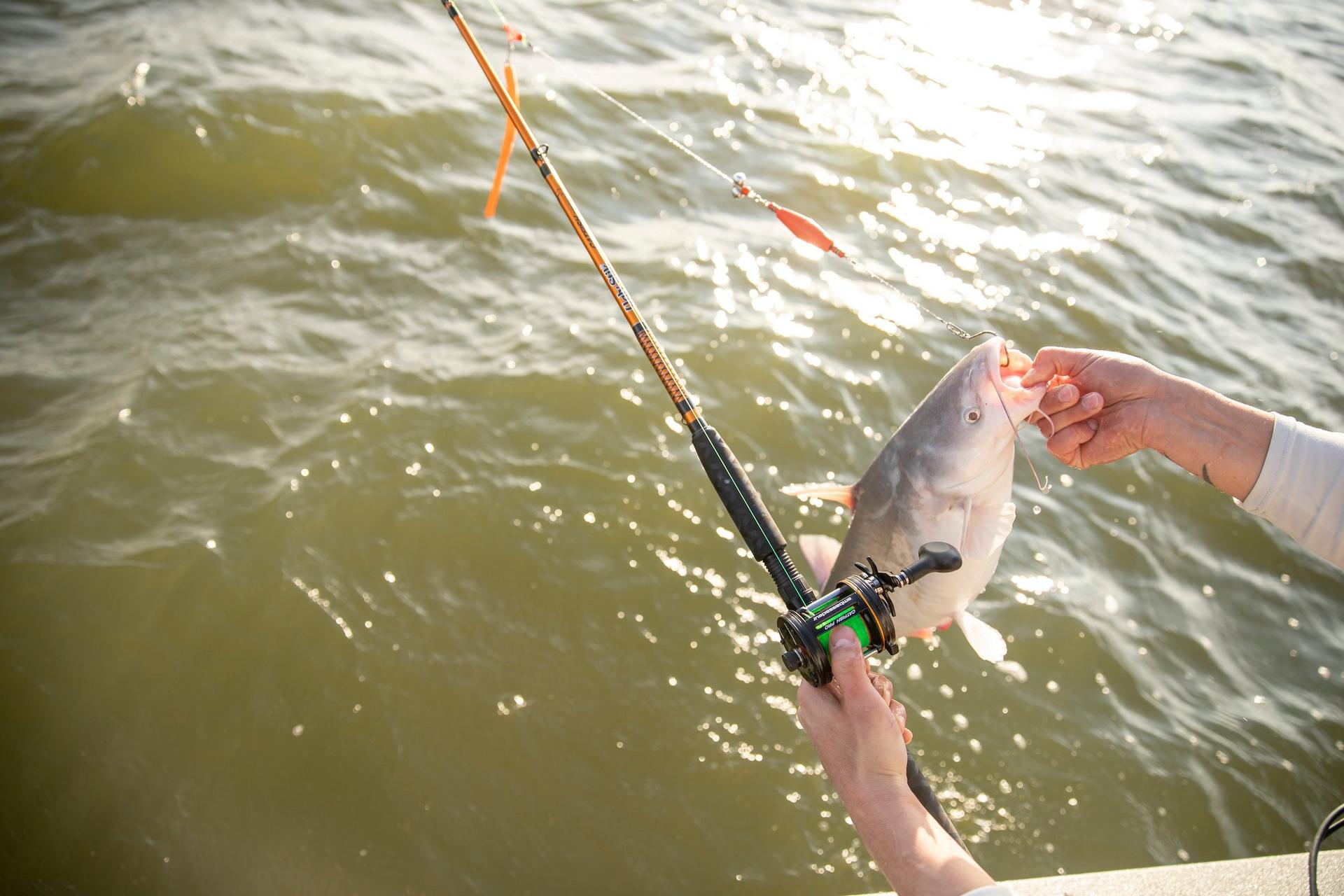 Catfish Casting Rod