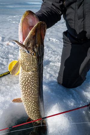 Ugly Stik® Ice Fishing Fish in hand 